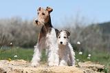 FOX TERRIER 301